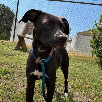 Nova -  Labrador Retriever and Mixed Breed Dog for Adoption in West Point, Mississippi - Nova | PetCurious