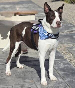 Shepherd and Mixed Breed Dogs Available for Adoption in El Paso, Texas - Capitan | PetCurious