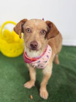Dachshund and Chihuahua Dogs Available for Adoption in Carlsbad, California - Lolita | PetCurious