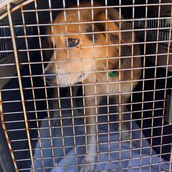 Leopold Stray Hold 9/5 -  Mixed Breed Dog for Adoption in Huntington, West Virginia - Leopold Stray Hold 9/5 | PetCurious