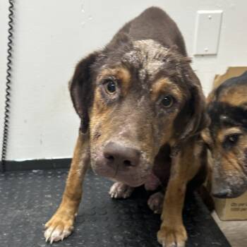 Rescue Hound Dogs for Adoption in Parrish, Alabama - Eddie | PetCurious