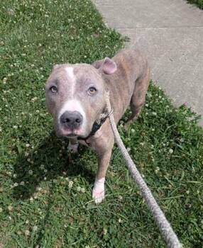 INDIGO -  Pit Bull Terrier Dog for Adoption in Dayton, Ohio - INDIGO | PetCurious