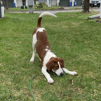 Basset Hound and Mixed Breed Dogs Available for Adoption in Minnetonka, Minnesota - Cedar D68160 | PetCurious