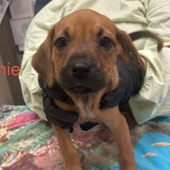 Mixed Breed Dogs Available for Adoption in Knoxville, Tennessee - Brownie | PetCurious