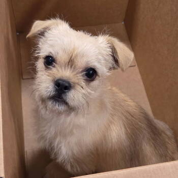 Rescue Brussels Griffon Dogs for Adoption in Chico, California - BENNY | PetCurious