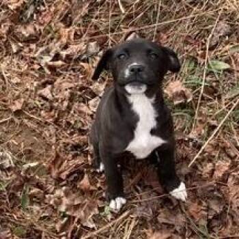 Labrador Retriever Dogs Available for Adoption - CT Daisy | PetCurious