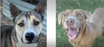 Rescue Husky and Labrador Retriever Dogs for Adoption in Pilot Point, Texas - Adopt A Texas Dog | PetCurious