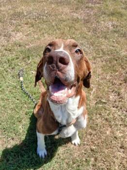 DANTE -  Pointer and Great Dane Dog for Adoption in Corpus Christi, Texas - DANTE | PetCurious