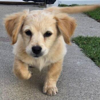 Miniature Dachshund and Mixed Breed Dogs Available for Adoption in San Juan Capistrano, California - HUDSON | PetCurious