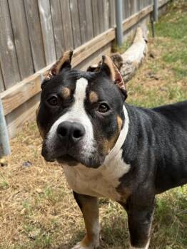 Jules -  American Bulldog Dog for Adoption in Houston, Texas - Jules | PetCurious