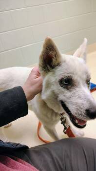 Husky Dogs Available for Adoption - Lola | PetCurious