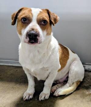 Chihuahua and Mixed Breed Dogs Available for Adoption in Fort Worth, Texas - Maestro | PetCurious