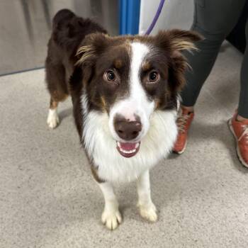 Bruno (ID 52885) -  Australian Shepherd Dog for Adoption in Manassas, Virginia - Bruno (ID 52885) | PetCurious