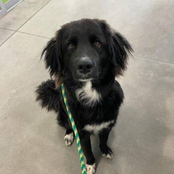 Cohen -  Great Pyrenees Dog for Adoption in Des Moines, Iowa - Cohen | PetCurious
