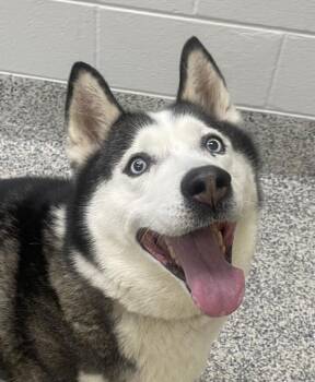Katya -  Siberian Husky Dog for Adoption in Golden, Colorado - Katya | PetCurious