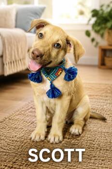 Scott -  Hound Dog for Adoption in Lucas, Texas - Scott | PetCurious