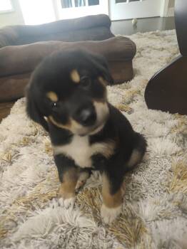 Athena -  Bernese Mountain Dog and Bernedoodle Dog for Adoption - Athena | PetCurious