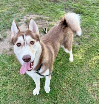Rescue Siberian Husky Dogs for Adoption in Tulare, California - Emily | PetCurious