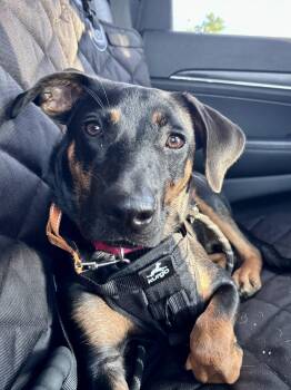 Wifi -  Mountain Cur and Hound Dog for Adoption in Pembroke, Massachusetts - Wifi | PetCurious