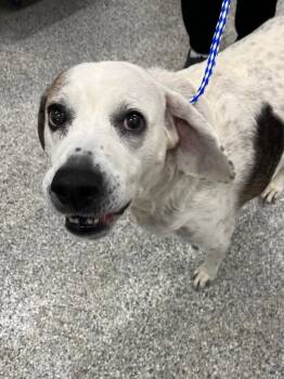 Hound Dogs Available for Adoption in Auburn, Indiana - Buckeye | PetCurious