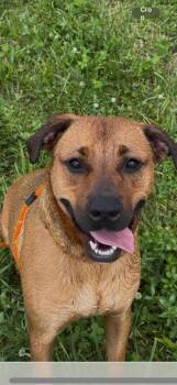 Quest -  Shepherd Dog for Adoption in Fremont, Nebraska - Quest | PetCurious