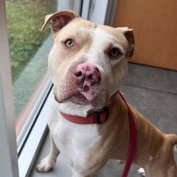 Squirrely Dan -  Pit Bull Terrier and Mixed Breed Dog for Adoption in Pittsburgh, Pennsylvania - Squirrely Dan | PetCurious