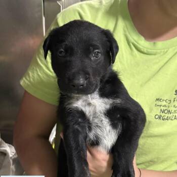 American Staffordshire Terrier Dogs Available for Adoption - Wolf | PetCurious