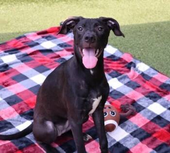 Michonne -  Mixed Breed Dog for Adoption in Athens, Georgia - Michonne | PetCurious