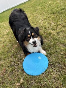 Rescue Australian Shepherd Dogs for Adoption in Ringwood, Illinois - COURTESY POST - Gracie - Fond Du Lac, WI | PetCurious