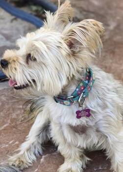Yorkshire Terrier Dogs Available for Adoption in Las Vegas, Nevada - Jax | PetCurious