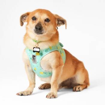 Chihuahua Dogs Available for Adoption - Pony 13816 | PetCurious