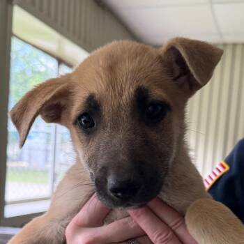 Shepherd Dogs Available for Adoption in Jacksonville, Arkansas - Aspen | PetCurious