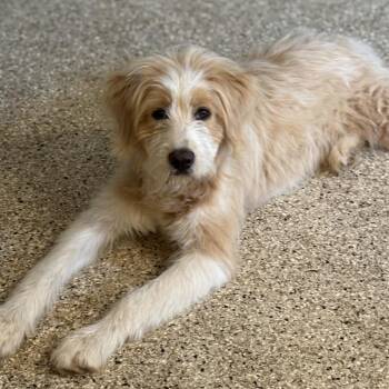 Poodle Dogs Available for Adoption in Brownsboro, Alabama - Lila | PetCurious