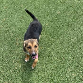 Darla 3089 -  German Shepherd Dog and Mixed Breed Dog for Adoption in Loxahatchee Groves, Florida - Darla 3089 | PetCurious