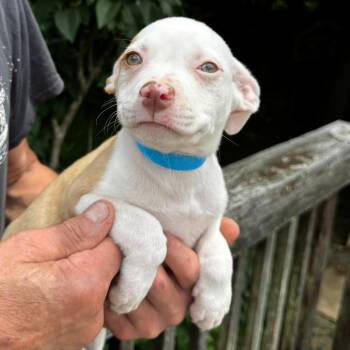 NY Max avail July 3 (Rev 250 Patterson NY) -  Chihuahua and Mixed Breed Dog for Adoption in Stormville, New York - NY Max Avail July 3 (Rev 250 Patterson NY) | PetCurious