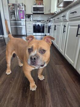 Beefy -  Pit Bull Terrier Dog for Adoption in Wheaton, Illinois - Beefy | PetCurious
