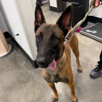 Thor -  Belgian Shepherd Malinois Dog for Adoption in Tampa, Florida - Thor | PetCurious