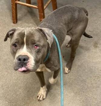 Sheldon -  Pit Bull Terrier Dog for Adoption in Cleveland, Ohio - Sheldon | PetCurious