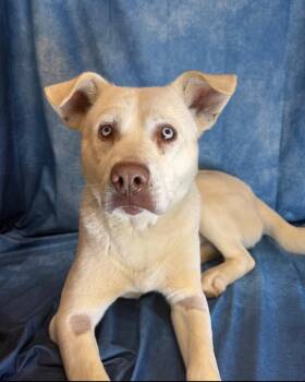 Mako -  Husky and American Staffordshire Terrier Dog for Adoption in Burnsville, North Carolina - Mako | PetCurious