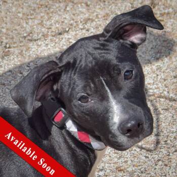 Nyx -  American Staffordshire Terrier and Black Labrador Retriever Dog for Adoption in Huntley, Illinois - Nyx | PetCurious