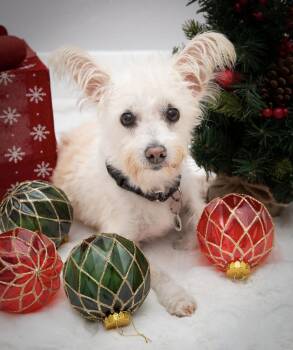Rescue West Highland White Terrier Westie and Maltese Dogs for Adoption in Santa Monica, California - Kaylee | PetCurious