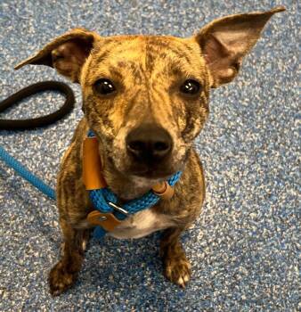 26-244 Iggy Azalea -  Italian Greyhound Dog for Adoption in Tarboro, North Carolina - 26-244 Iggy Azalea | PetCurious