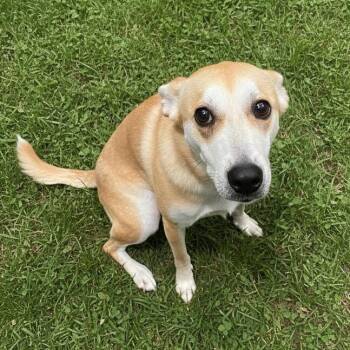 Calliope -  Feist Dog for Adoption in Wake Forest, North Carolina - Calliope | PetCurious