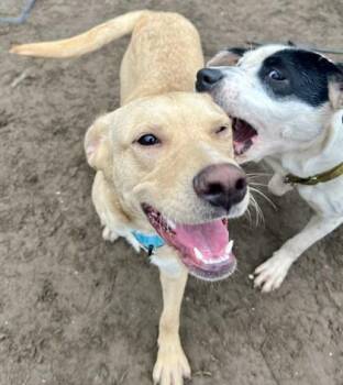 Elsa -  Mixed Breed Dog for Adoption in Savannah, Georgia - Elsa | PetCurious