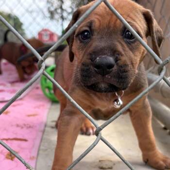 Faith -  Mixed Breed Dog for Adoption in Enterprise, Alabama - Faith | PetCurious