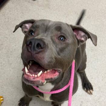 Hadez -  Pit Bull Terrier Dog for Adoption in Murray, Utah - Hadez | PetCurious