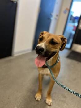 Ollie -  Black Mouth Cur and Mixed Breed Dog for Adoption in Fresno, California - Ollie | PetCurious