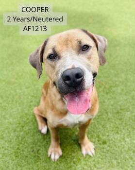 Cooper -  Pit Bull Terrier and Chow Chow Dog for Adoption - Cooper | PetCurious