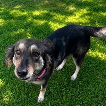 IZZY GS -  German Shepherd Dog Dog for Adoption in Lucas, Texas - IZZY GS | PetCurious