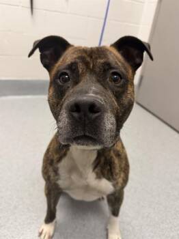 WAYNE -  Pit Bull Terrier Dog for Adoption in Indianapolis, Indiana - WAYNE | PetCurious